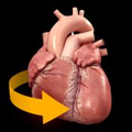 Heart 3D Atlas of Anatomy for mac 1.0.5 官方版