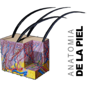 Anatomia de la Piel Mac版  1.0 正式版